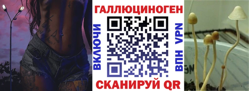 наркота  Волхов  Галлюциногенные грибы Psilocybine cubensis 